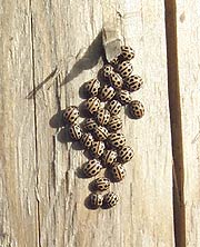 Hibernating ladybirds