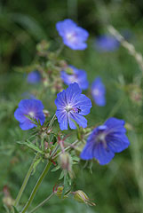 Meadow cranesbill