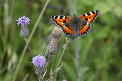 tortoise shell butterfly