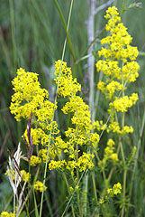 Ladies Bedstraw