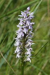 common spotted orchid