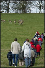 Deer in Woburn Wildlife Park