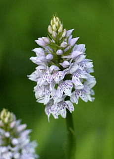 common spotted orchid