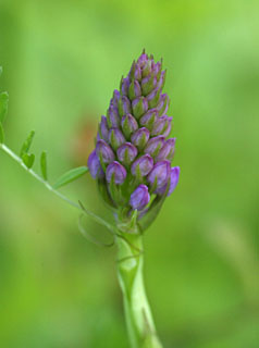 pyramidal orchid