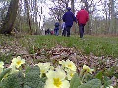 Petunias in Kings Wood