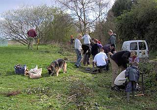 Hedge planting