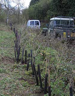 Hedge planting